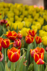 Closeup flower tulips background. Beautiful view of tulips in fog landscape at the middle of spring or summer.