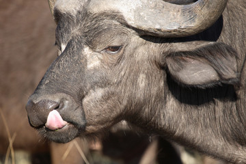 Kaffernb&uuml;ffel / Buffalo / Syncerus caffer