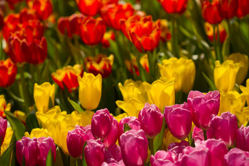 Closeup pink tulips flower background. Beautiful view of tulips in fog landscape at the middle of spring or summer.