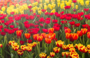 Flower tulips background. Beautiful view of tulips in fog landscape at the middle of spring or summer.