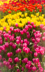 Obraz premium Flower tulips background. Beautiful view of tulips in fog landscape at the middle of spring or summer.