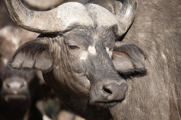 Kaffernbüffel / Buffalo / Syncerus caffer