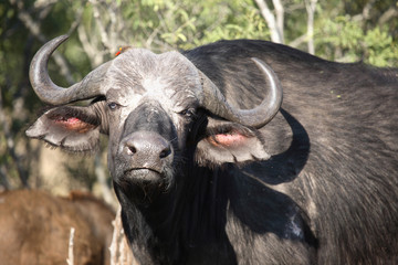 Kaffernb&uuml;ffel und Rotschnabel-Madenhacker / Buffalo and Red-billed oxpecker / Syncerus caffer et Buphagus erythrorhynchus