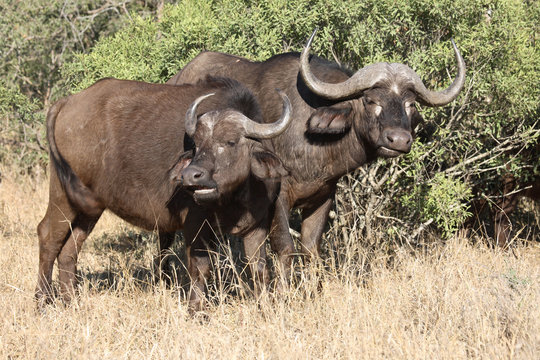 Kaffernbüffel / Buffalo / Syncerus Caffer