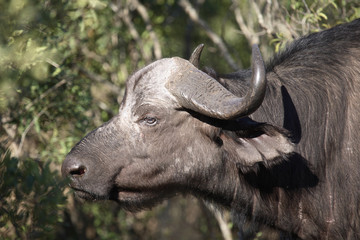 Kaffernb&uuml;ffel / Buffalo / Syncerus caffer