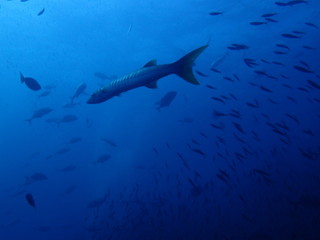インド洋を泳ぐバラクーダ