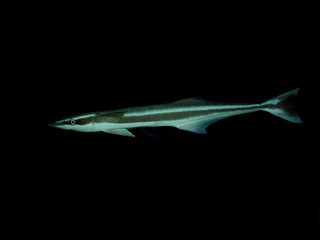 Sharksucker (Echeneis naucrates)