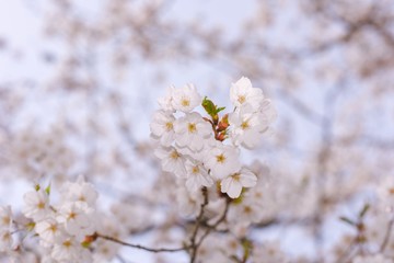 Close-up image of cherry blossoms in 2019