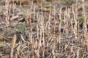 Sprouting shoots of equisetum arvense also known as horsetail plant