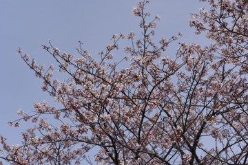 Close-up image of cherry blossoms in 2019