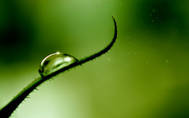 water drops on a leaf