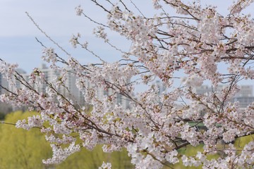 Close-up image of cherry blossoms in 2019