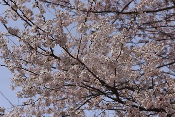 Close-up image of cherry blossoms in 2019