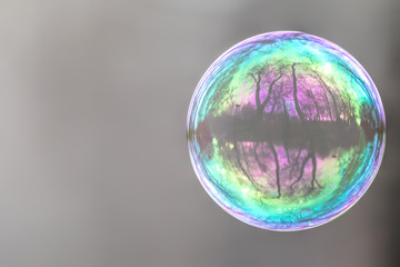 Lonely Colorful Soap Bubble with Reflection of Trees and Sky Inside It