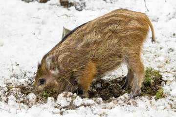 wild piglet in the snow, digging up the ground for food