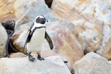 Naklejka premium African penguin, jackass penguin, black-footed penguin (Spheniscus demersus), walking on rocks, Boulder beach, South Africa