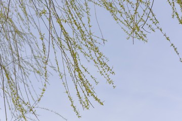 Willow tree branches are sprouting leaves and flowers