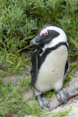 Naklejka premium African penguin, jackass penguin, black-footed penguin (Spheniscus demersus), standing between grass, Boulder beach, South Africa