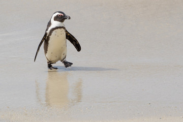 African penguin, jackass penguin, black-footed penguin (Spheniscus demersus), walking on beach,...