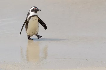 Selbstklebende Fototapeten Pinguin African penguin, jackass penguin, black-footed penguin (Spheniscus demersus), walking on beach, Boulder beach, South Africa  © andreanita