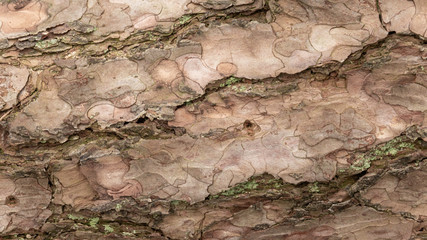 Fototapeta premium close up of tree bark