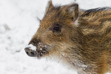 wild piglet in the snow close up