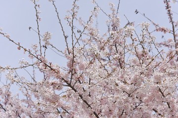 Close-up image of cherry blossoms in 2019