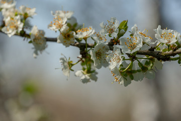 Close-up branch of white cherry plum flowers blossom in spring. Lot of white flowers in sunny spring day on gray blurred background. Selective focus. Interesting nature concept for design.