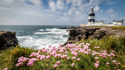 Fototapeta na wymiar pink flowers in green grass in the foreground with a blurred background of the Hook Head Lighthouse and a clouded sky and the ocean in Ireland