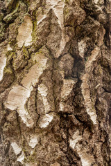 close up of tree bark