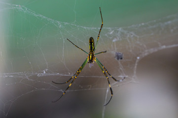 Japanische Spinne