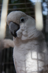 portrait of a parrot