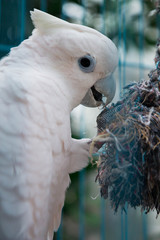 portrait of a parrot