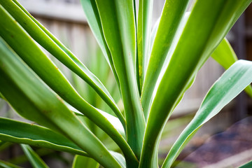 Garden green plant 