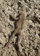 frog crawling in the dry land