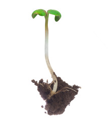 green stem plant with root isolated on white