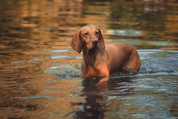 Vizsla im Wasser - Herbst