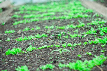 green salad or lettuce plant in the garden