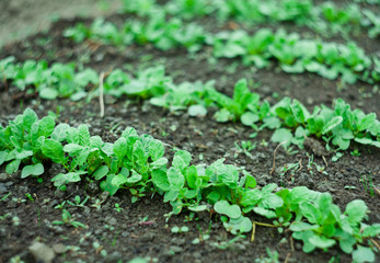 closeup of radish vegetable plant cultivation