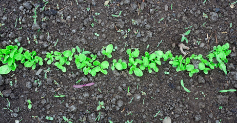 green salad or lettuce plant in the garden