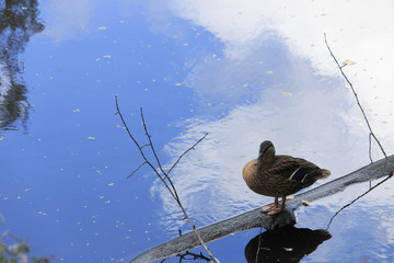 Mallard stand on a tree.