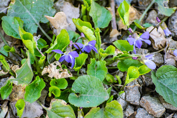 Little blue spring flowers. April primroses with small green leaves, low Bush.