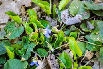 Little blue spring flowers. April primroses with small green leaves, low Bush.
