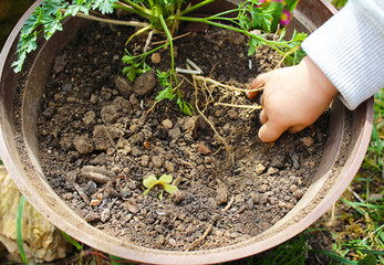 A little boy is playing with the ground in the garden. Parsley plant in a pot. Celebrate Earth Day. 
