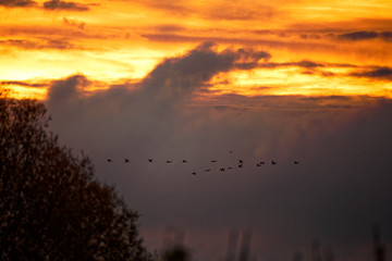Fototapeta premium Grues cendrées au lever du soleil