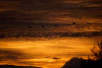 Grues cendrées au lever du soleil