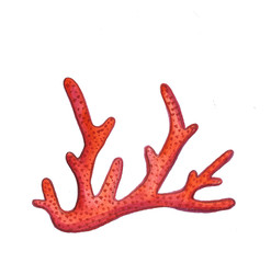 Hand drawn sea ​​coral shells summer