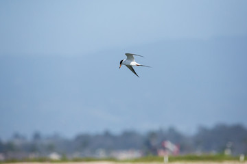 Tern in midair flying searching for a mate in breeding season