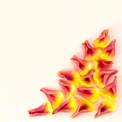 Fototapeta na wymiar Triangle with multicolored tulip petals