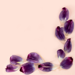 Vignette with purple tulip petals